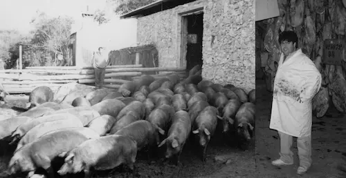 Imagen de Josep Llorens con cerdos ibericos Imagen de Josep Llorens con cerdos ibericos